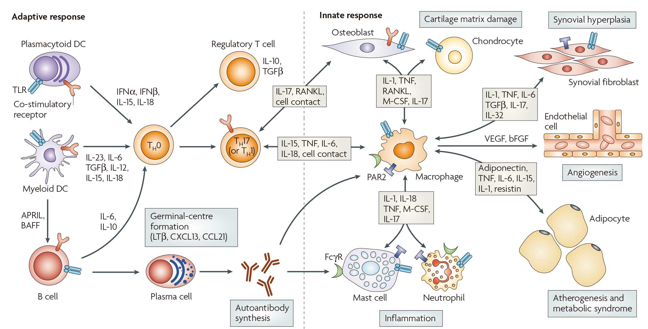 类风湿关节炎：来自免疫系统的“叛变”，靶向治疗新靶点研究进展
