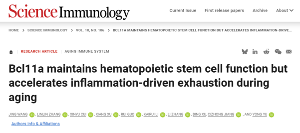 造血干细胞老化之谜：Bcl11a 的双重作用