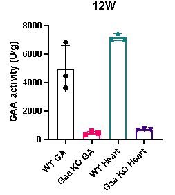 肌肉“甜蜜”的负担:Gaa KO小鼠助力攻克庞贝病难题