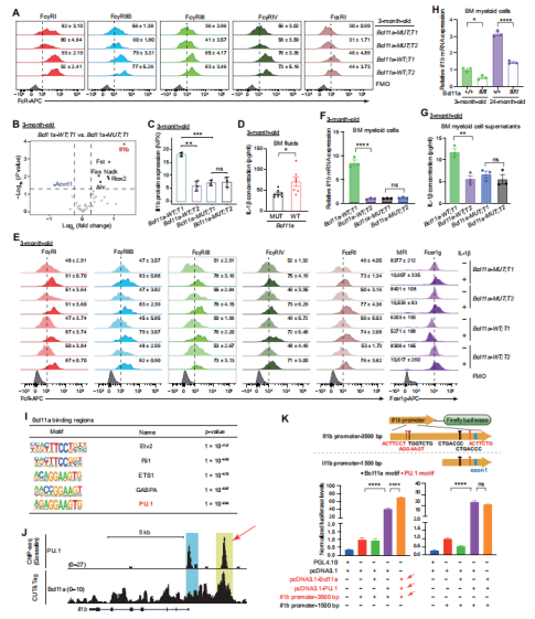 造血干细胞老化之谜：Bcl11a 的双重作用