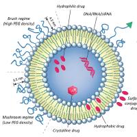 脂质体包裹五味子乙素 Liposome@Schisandrin B