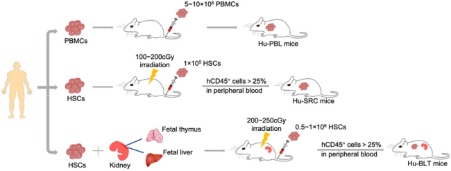 不止免辐照！Kit*W41等位基因支持人源化小鼠高效红细胞重建与更优抗体反应