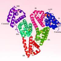 负载槲皮素的人血清白蛋白纳米颗粒 Que@HSA NPs