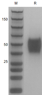 Recombinant Human CLEC12A(CLL-