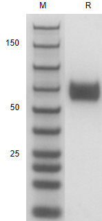 Recombinant Human Siglec-7(CD3