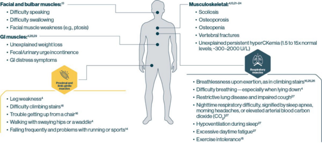 肌肉“甜蜜”的负担:Gaa KO小鼠助力攻克庞贝病难题