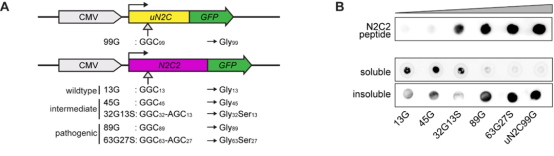 Mol Neu丨CGGC中度重复会诱导类似早期帕金森病的表型