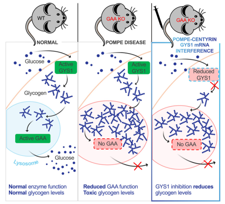 肌肉“甜蜜”的负担:Gaa KO小鼠助力攻克庞贝病难题
