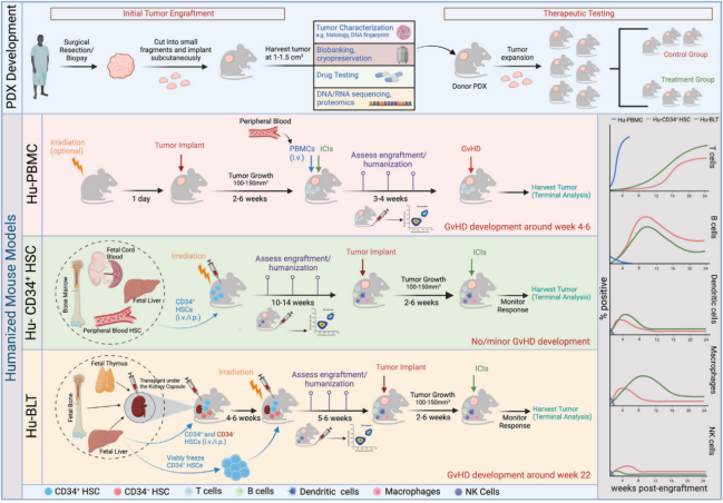 不止免辐照！Kit*W41等位基因支持人源化小鼠高效红细胞重建与更优抗体反应