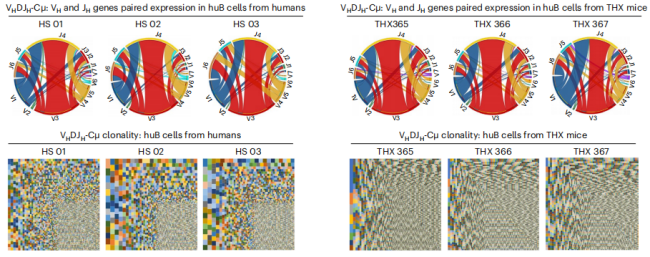 不止免辐照！Kit*W41等位基因支持人源化小鼠高效红细胞重建与更优抗体反应
