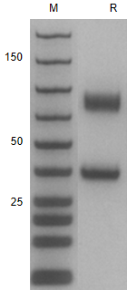 Recombinant Human EMR2(1-540)