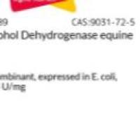 乙醇脱氢酶 来源于马
