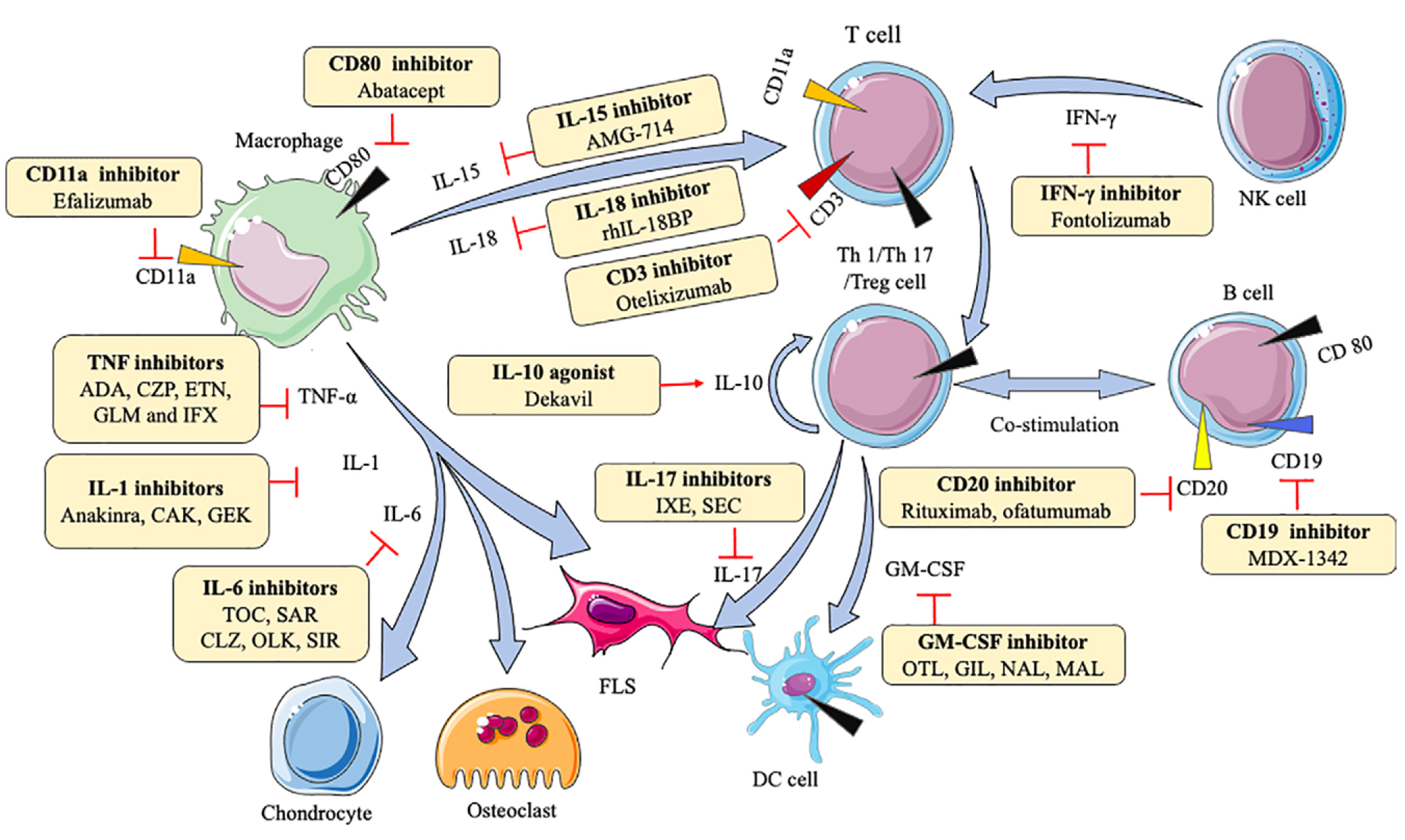 类风湿关节炎：来自免疫系统的“叛变”，靶向治疗新靶点研究进展