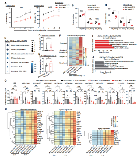 造血干细胞老化之谜：Bcl11a 的双重作用