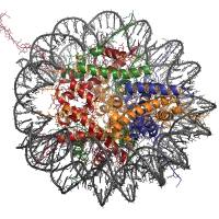 负载姜黄素的血红蛋白纳米颗粒 CUR@Hb NPs