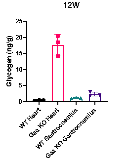 肌肉“甜蜜”的负担:Gaa KO小鼠助力攻克庞贝病难题