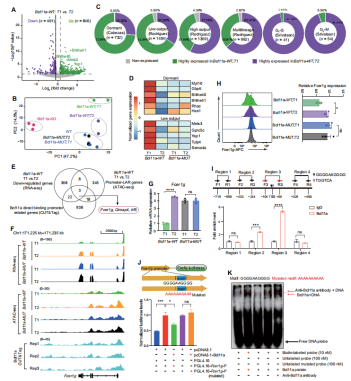 造血干细胞老化之谜：Bcl11a 的双重作用