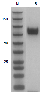 Recombinant Human EMR2(1-540)