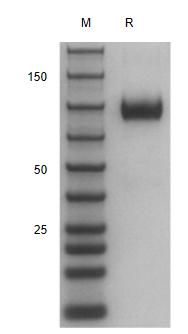 Recombinant Human IL-23R/hFC P