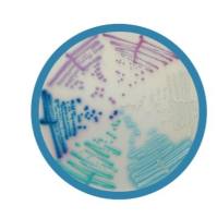 Chromagar法国科玛嘉 显色培养基，增补剂，预制平板，选择性培养基