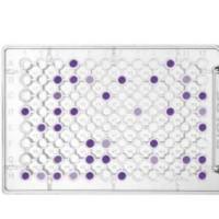 Biolog ECO MicroPlates ECO生态板 货号1506, ECO板