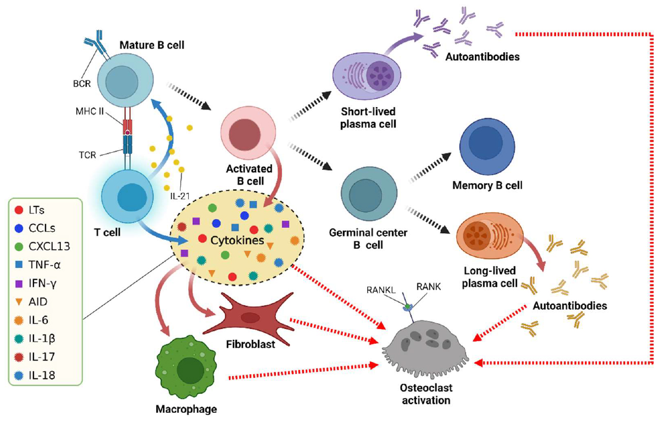 类风湿关节炎：来自免疫系统的“叛变”，靶向治疗新靶点研究进展