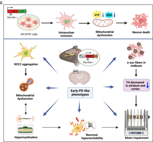 Mol Neu丨CGGC中度重复会诱导类似早期帕金森病的表型