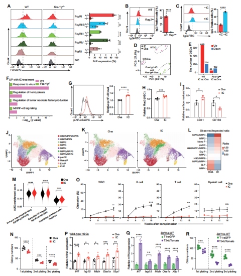 造血干细胞老化之谜：Bcl11a 的双重作用