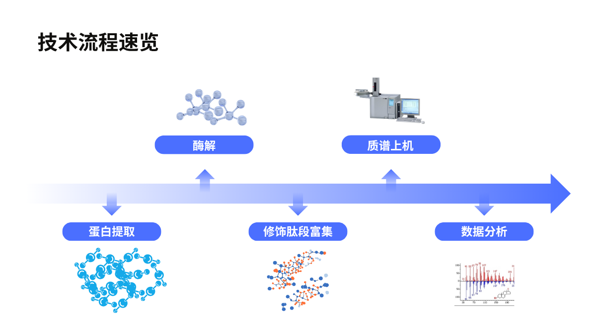 乙酰化/琥珀酰化修饰蛋白质组