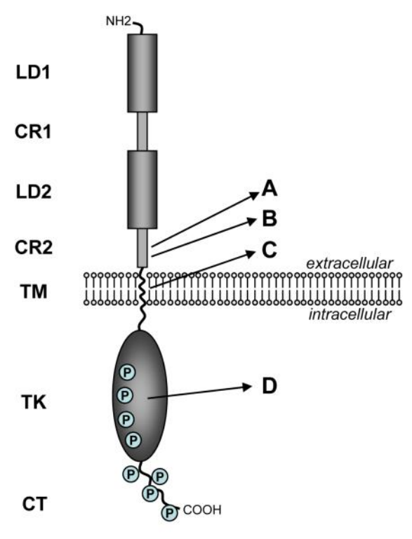 Anti-Human HER2xPD1 antibody (
