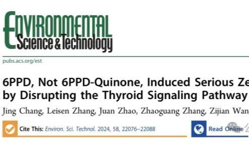 IF=10.8丨ES&amp;T：利用斑马鱼揭示6PPD而非6PPD-醌，通过干扰甲状腺信号通路诱导严重眼损伤