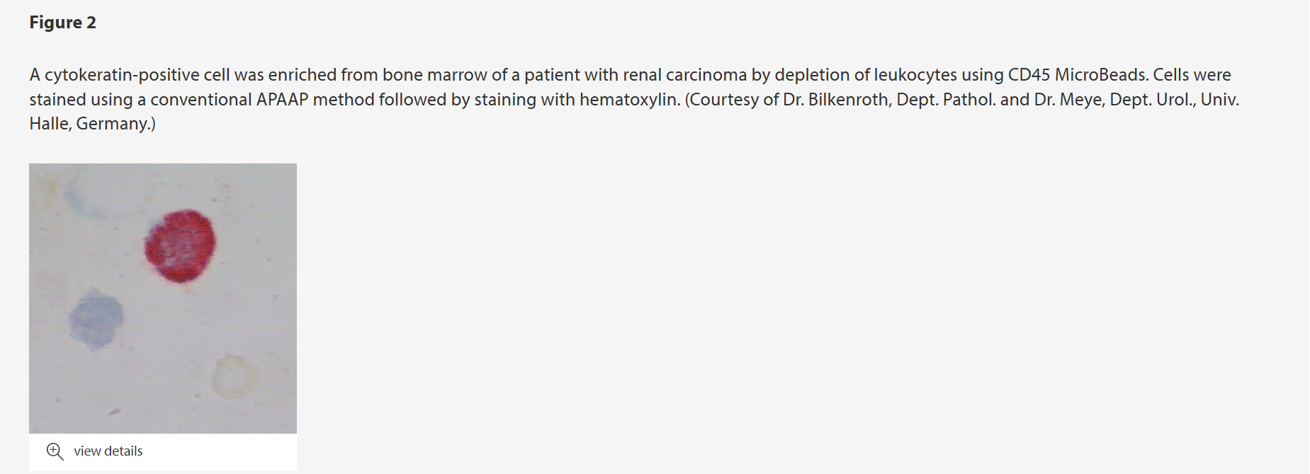 美天旎Miltenyi货号130-045-801人CD45磁
