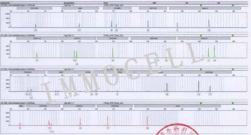HEP3B人肝癌细胞STR鉴定图片