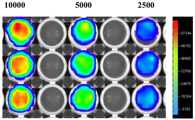 Calu-1-LUC-EGFP Luciferase检测报告图 01113.png