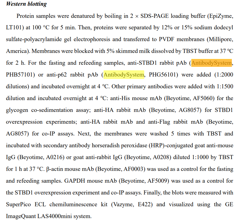 Anti-Human STBD1 Polyclonal An