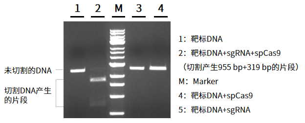 干货 | 6个月定制一剂药！从KJ的奇迹看基因编辑如何改写“罕见病无解”定律
