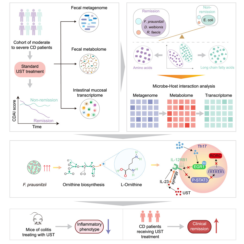 【文献解读】肠道微生物 L-鸟氨酸在增强乌司替尼单抗治疗克罗恩病疗效中的协同作用