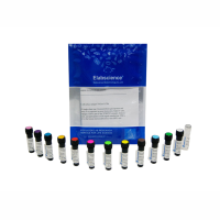 Elab Fluor® 488 Mouse IgG2b, κ Isotype Control同型对照[MPC-11]_货号:E-AB-F09812L