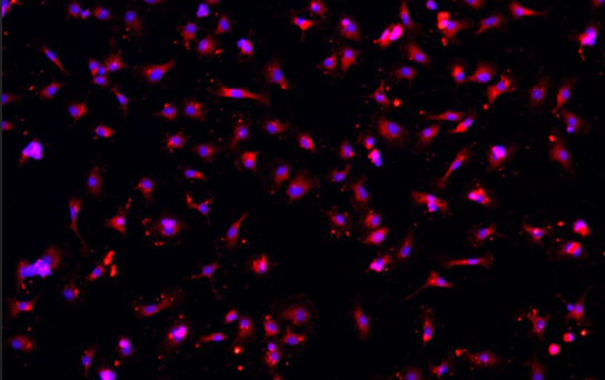 小鼠神经小胶质细胞