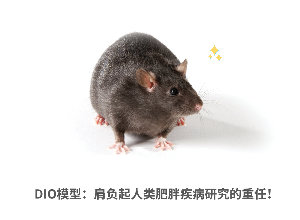 探索饮食诱导肥胖（DIO）模型：如何更准确地模拟人类肥胖及并发症？