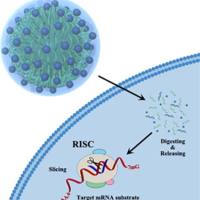 负载血红蛋白的聚 环 氧 乙烷和聚己内酯组成的两亲性二嵌段共聚物纳米颗粒 Hb@PEO-PCL
