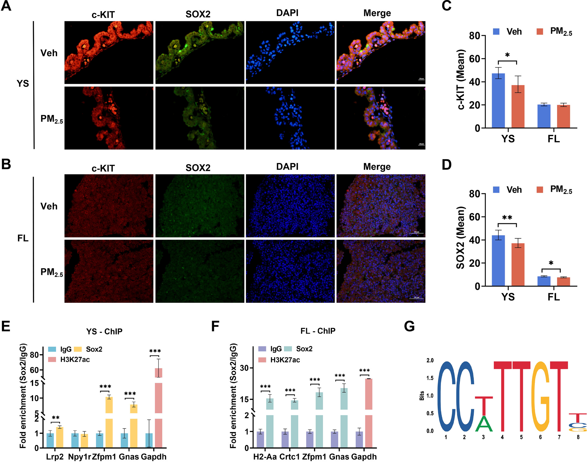 图6.&nbsp;胎前 PM2.5暴露通过下调 E10.5 YS 和 E14.5 FL 中 SOX2 的表达影响胚胎造血功能。