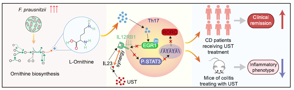 【文献解读】肠道微生物 L-鸟氨酸在增强乌司替尼单抗治疗克罗恩病疗效中的协同作用