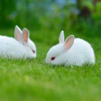 激素性股骨头坏死