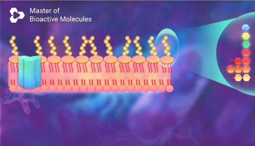LPS 与炎症∶ 小小脂多糖 (LPS) 如何能轻松 "拿捏" 炎症造模_MedChemExpress(MCE 中国)