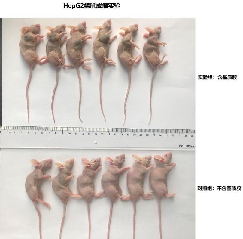 基质胶应用(1) —皮下成瘤实验全攻略