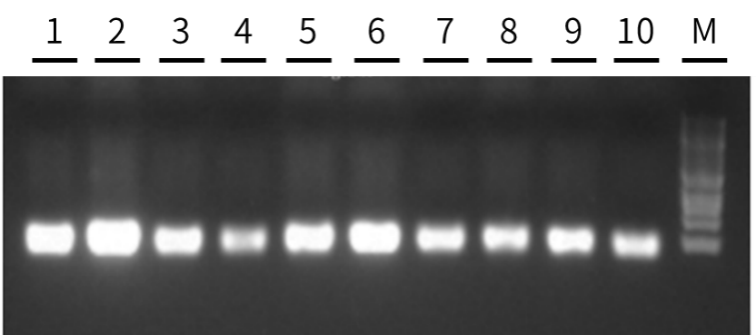 干货 | 6个月定制一剂药！从KJ的奇迹看基因编辑如何改写“罕见病无解”定律