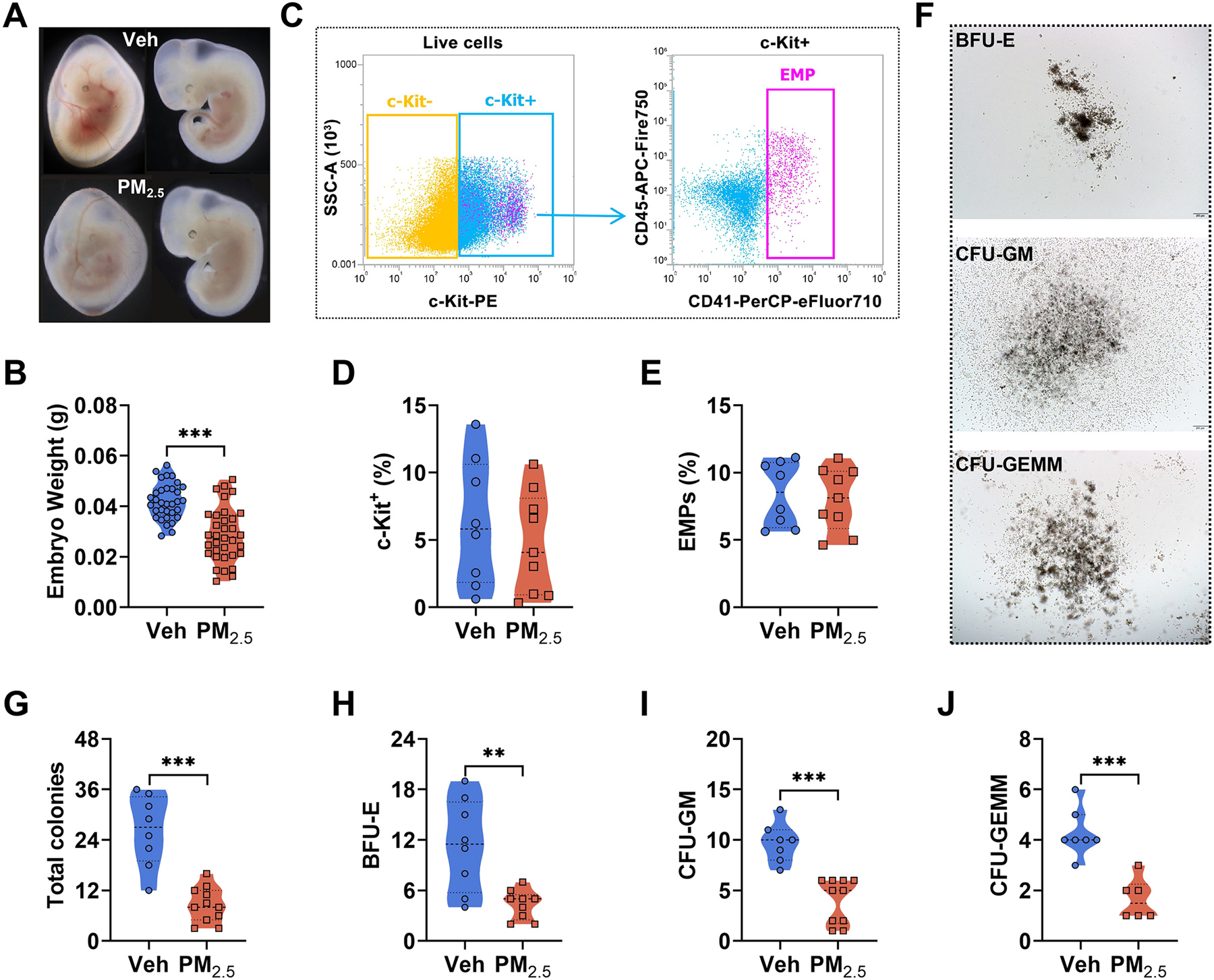 图2.&nbsp;胎儿期 PM2.5&nbsp;暴露影响 E10.5 时卵黄囊（YS）的造血功能。