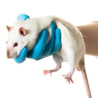 小动物核磁共振成像MRI