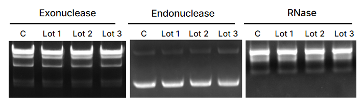 上新 | 蛋白酶K灭活太麻烦？热敏版55℃ 10分钟搞定！